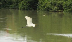 Ardea alba