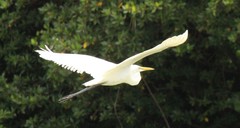 Ardea alba