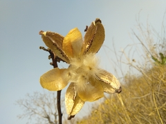 Cochlospermum planchonii image