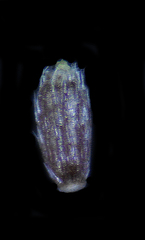 Blumea oxyodonta