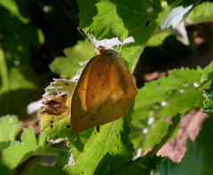 Eurema laeta