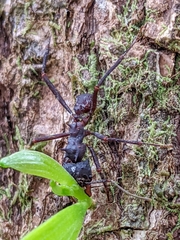 Acromyrmex volcanus