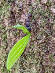 Acromyrmex volcanus