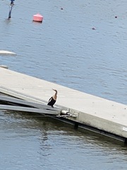 Anhinga anhinga