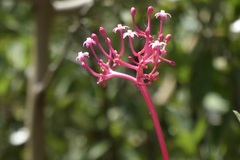 Vasconcellea parviflora