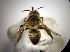 Andrena nigroaenea