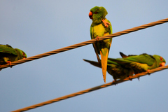 Psittacara holochlorus