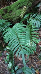 Blechnum capense
