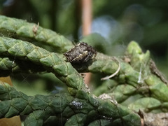 Cyrtophora citricola