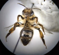 Andrena nigroaenea