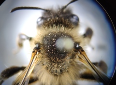 Andrena nigroaenea