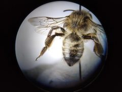 Andrena nigroaenea
