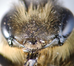 Andrena nigroaenea