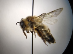 Andrena nigroaenea