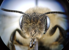 Andrena nigroaenea