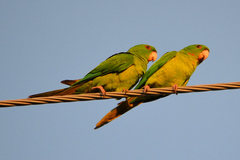 Psittacara holochlorus