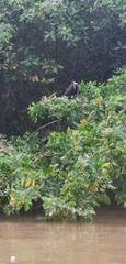 Fregata magnificens