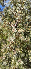 Juniperus oxycedrus