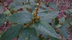 Croton virletianus