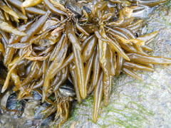 Adenocystis utricularis