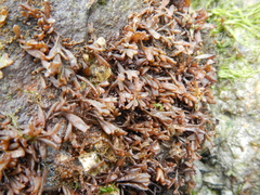 Nothogenia fastigiata