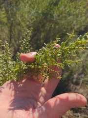 Baccharis pilularis consanguinea