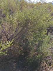 Baccharis pilularis consanguinea