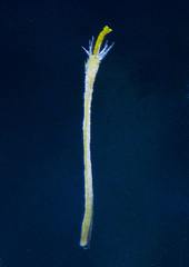Blumea oxyodonta