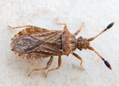 Strobilotoma typhaecornis