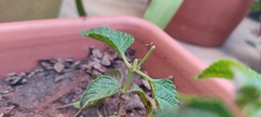 Machtima crucigera
