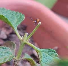 Machtima crucigera