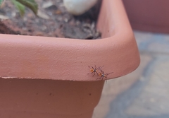 Machtima crucigera