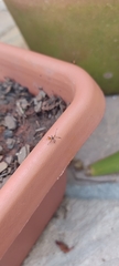 Machtima crucigera