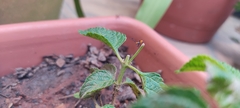 Machtima crucigera