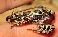 Kassina senegalensis