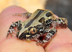 Kassina senegalensis