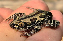 Kassina senegalensis