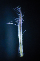 Blumea oxyodonta