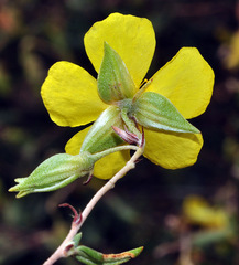 Helianthemum motae