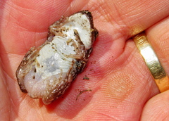 Kassina senegalensis