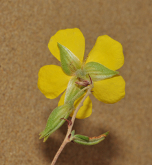 Helianthemum motae