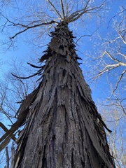 Carya carolinae-septentrionalis