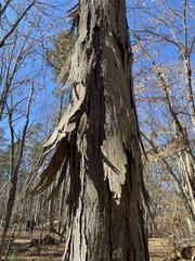 Carya carolinae-septentrionalis