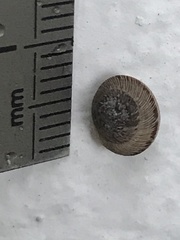 Xeroplexa intersecta