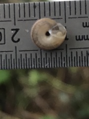 Xeroplexa intersecta