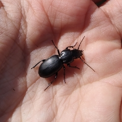 Pterostichus globosus