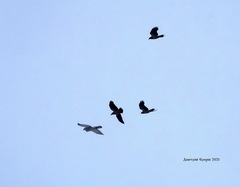 Accipiter gentilis