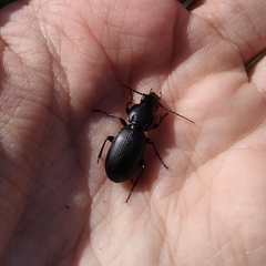 Pterostichus globosus