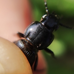 Pterostichus globosus