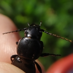 Pterostichus globosus